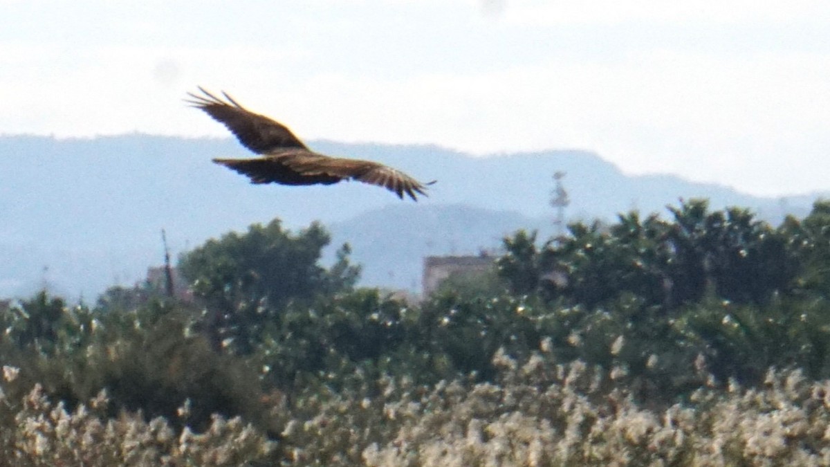 sivhauk - ML646365877