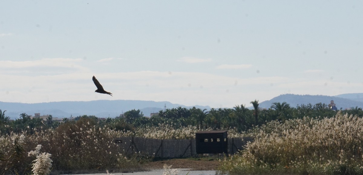 sivhauk - ML646365879