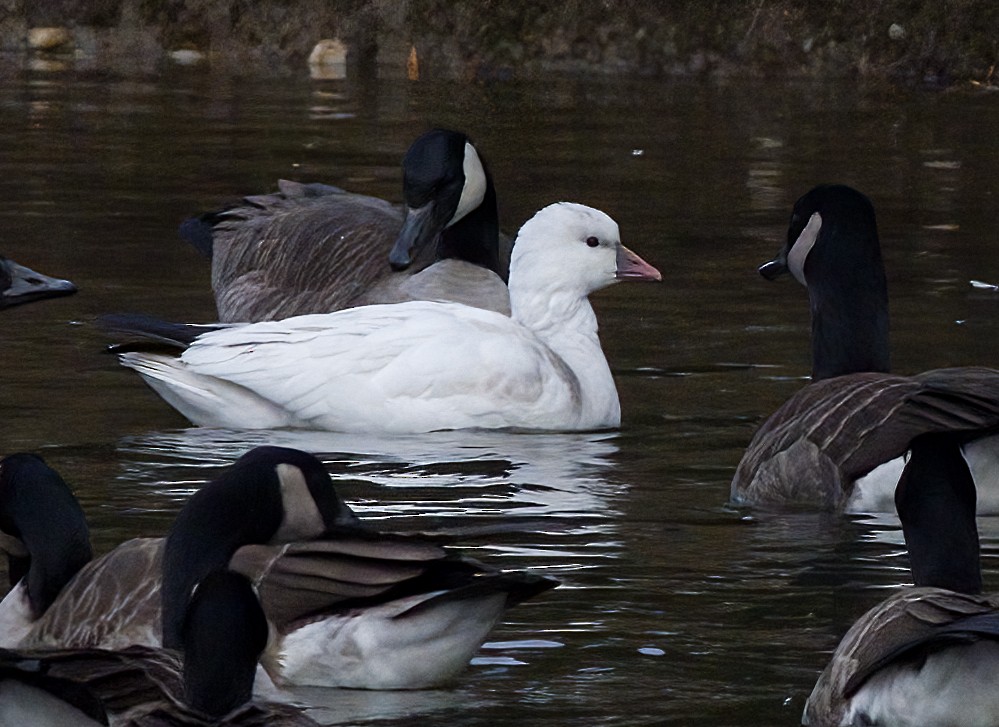 ヒメハクガン - ML646365881