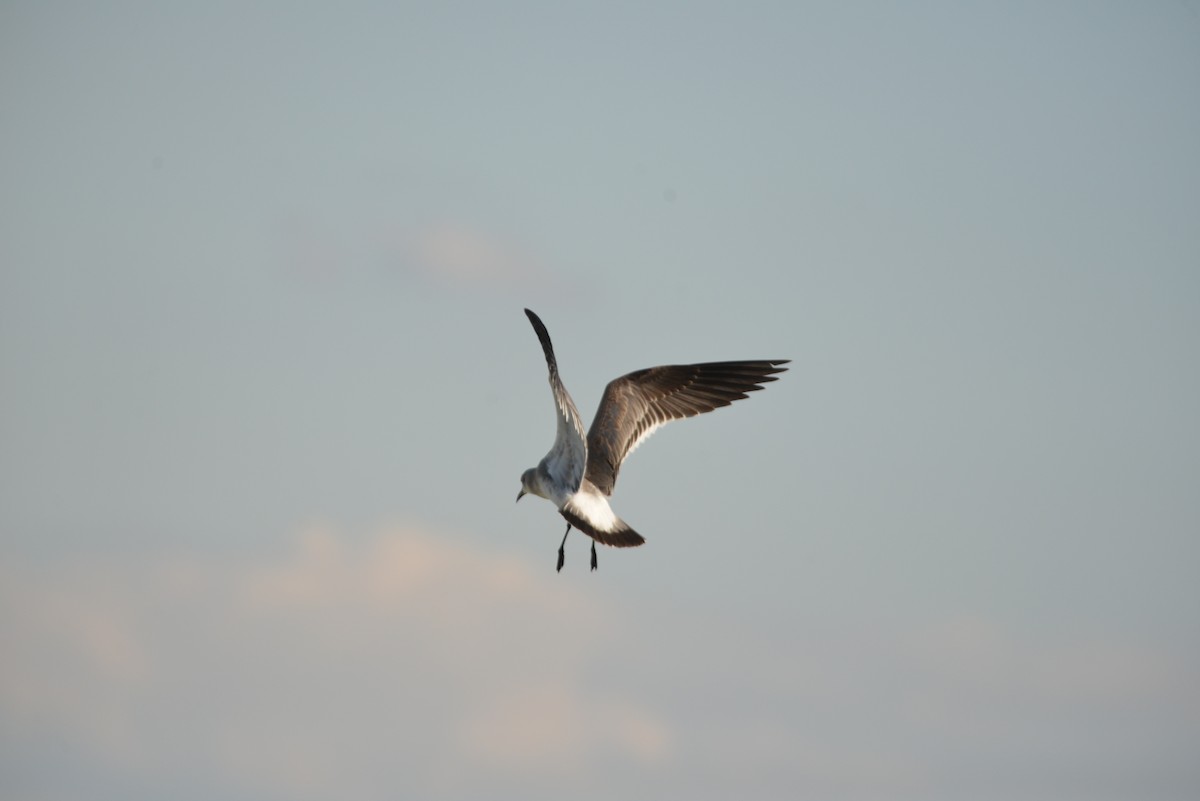 Ацтекская чайка - ML646365882