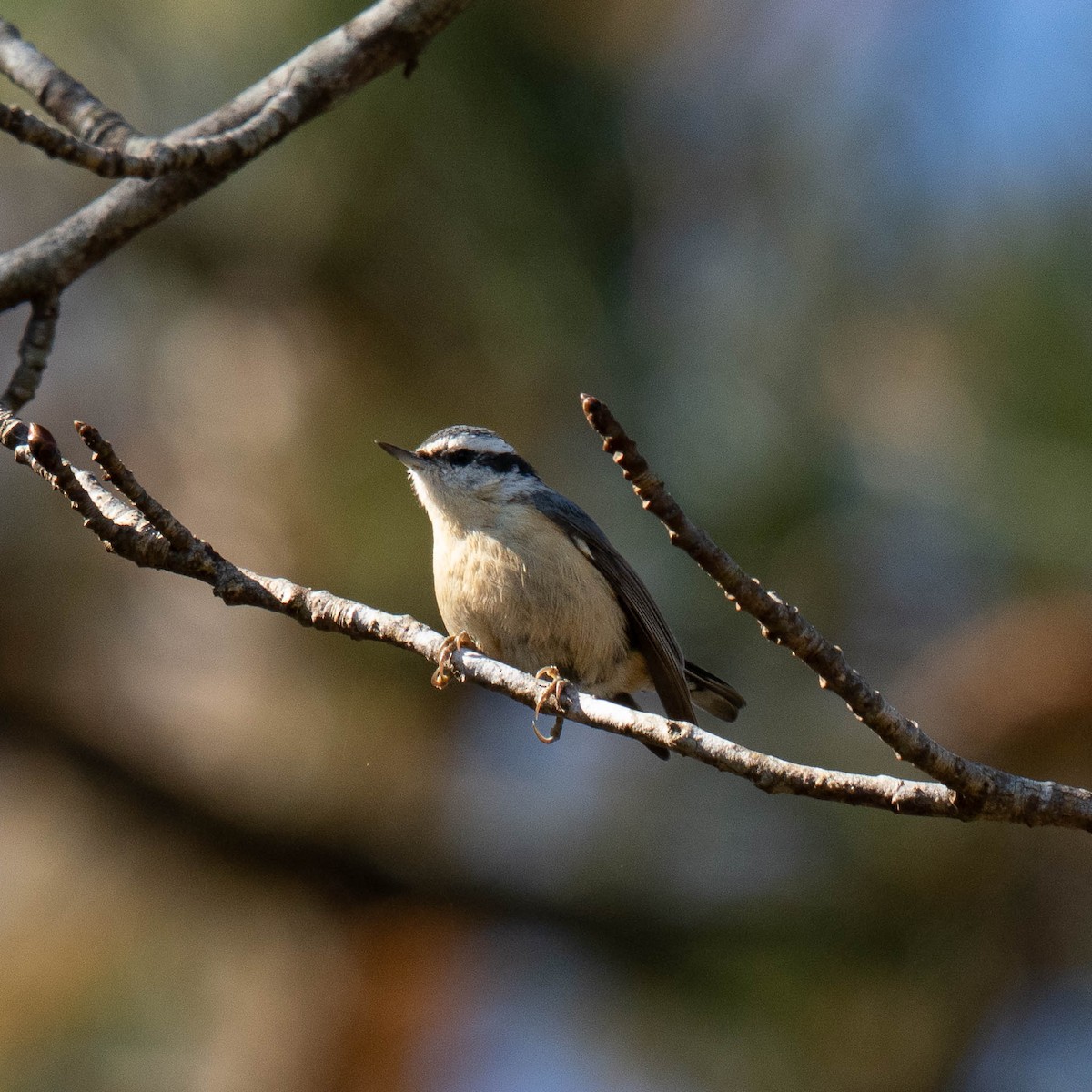 Red-breasted Nuthatch - ML646365883