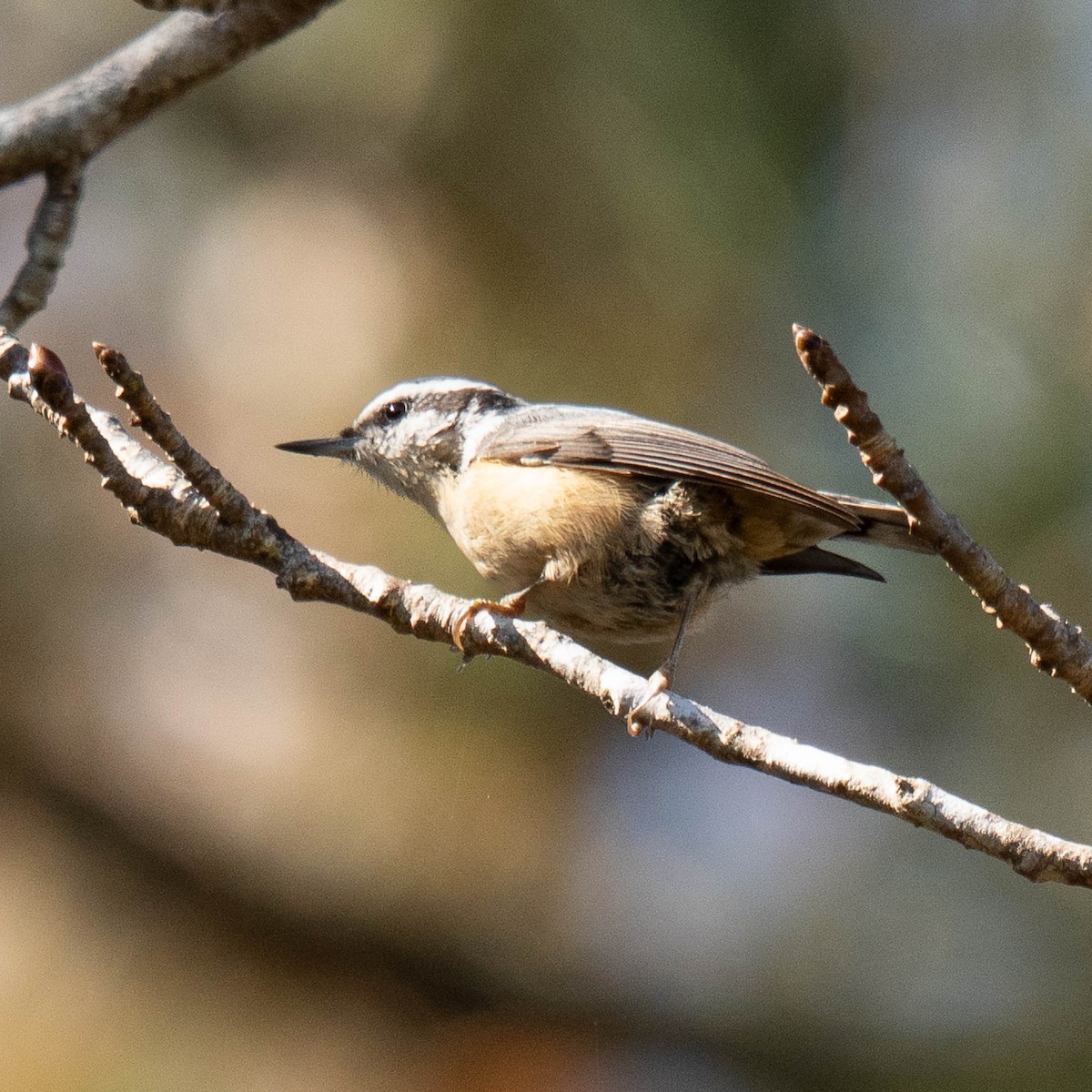 Red-breasted Nuthatch - ML646365884