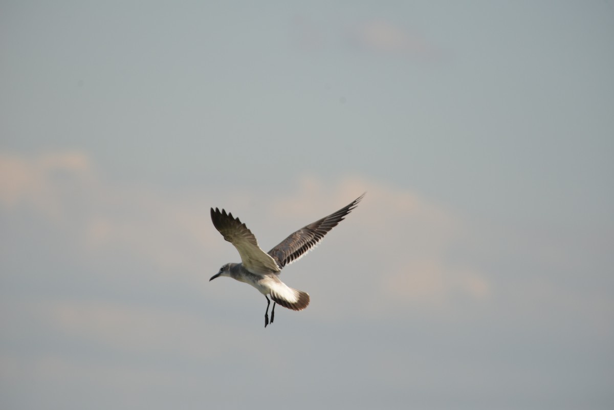 Ацтекская чайка - ML646365885