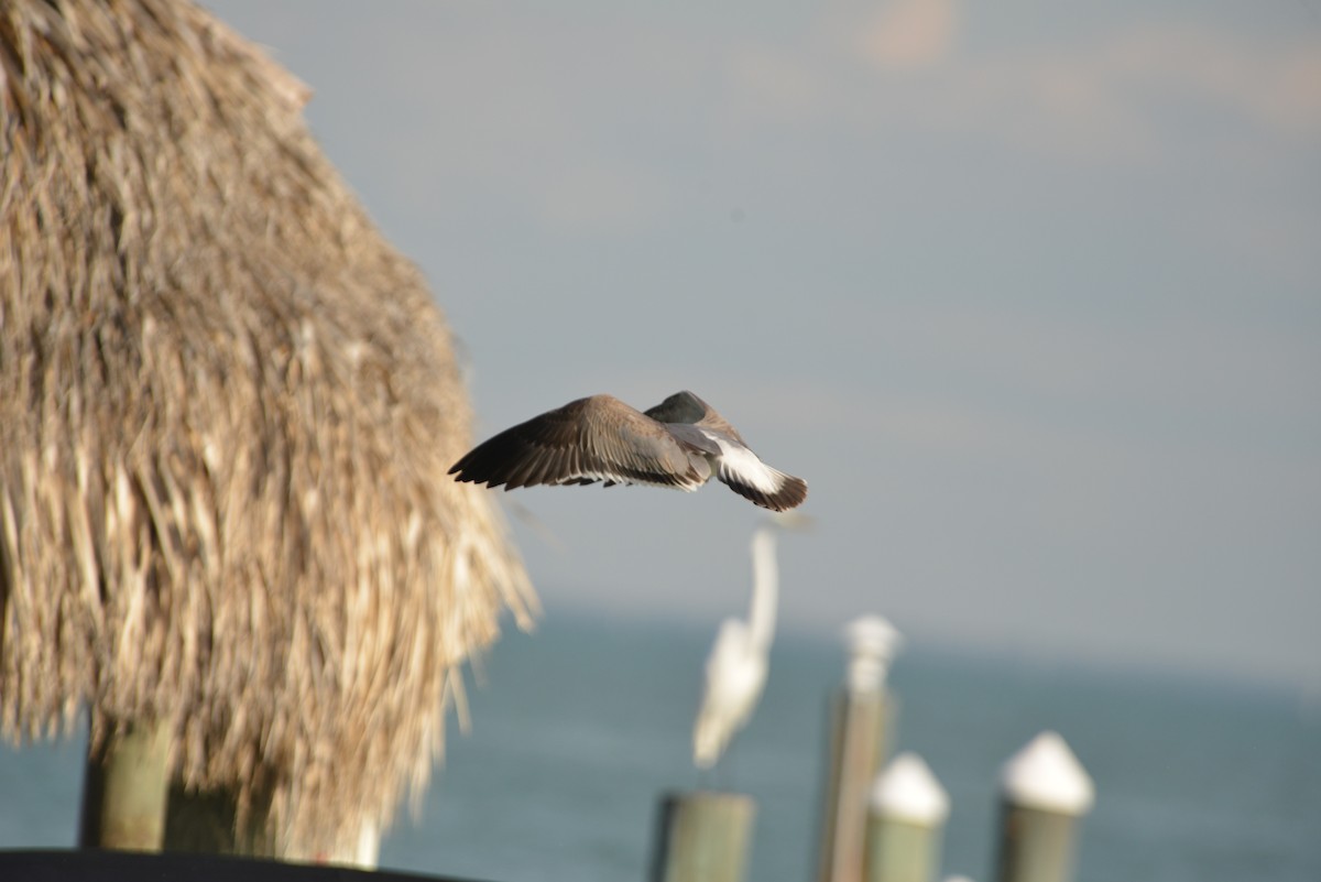 Ацтекская чайка - ML646365886