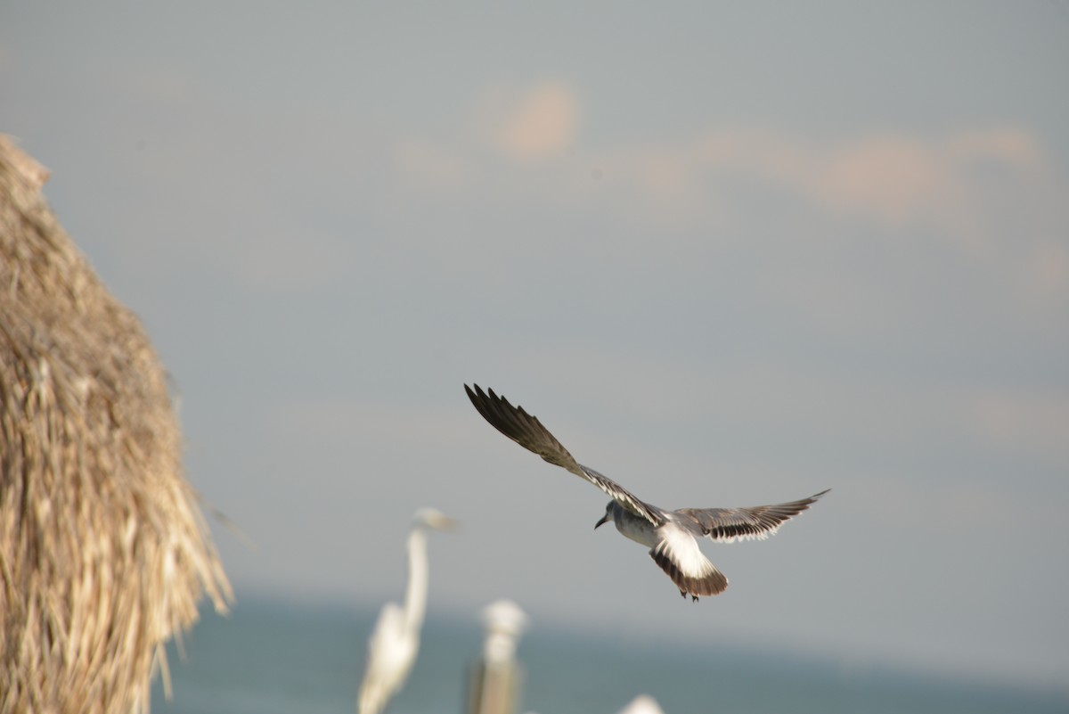 Ацтекская чайка - ML646365887