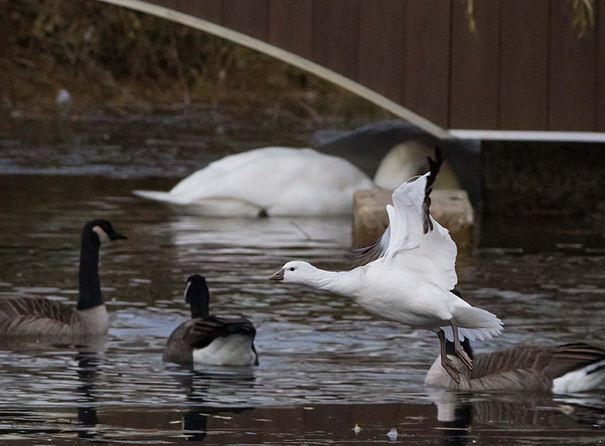 ヒメハクガン - ML646365889