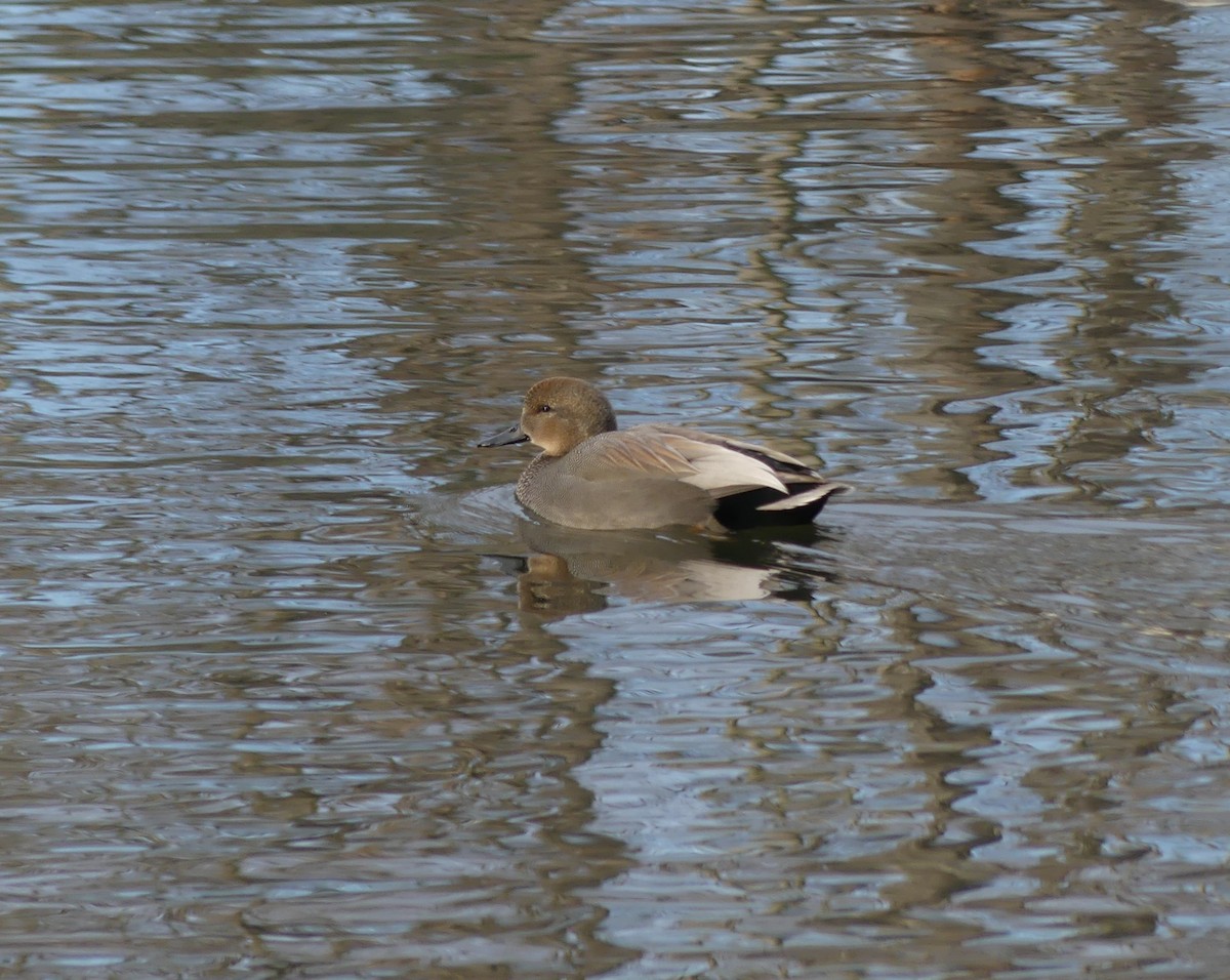 オカヨシガモ - ML646365890