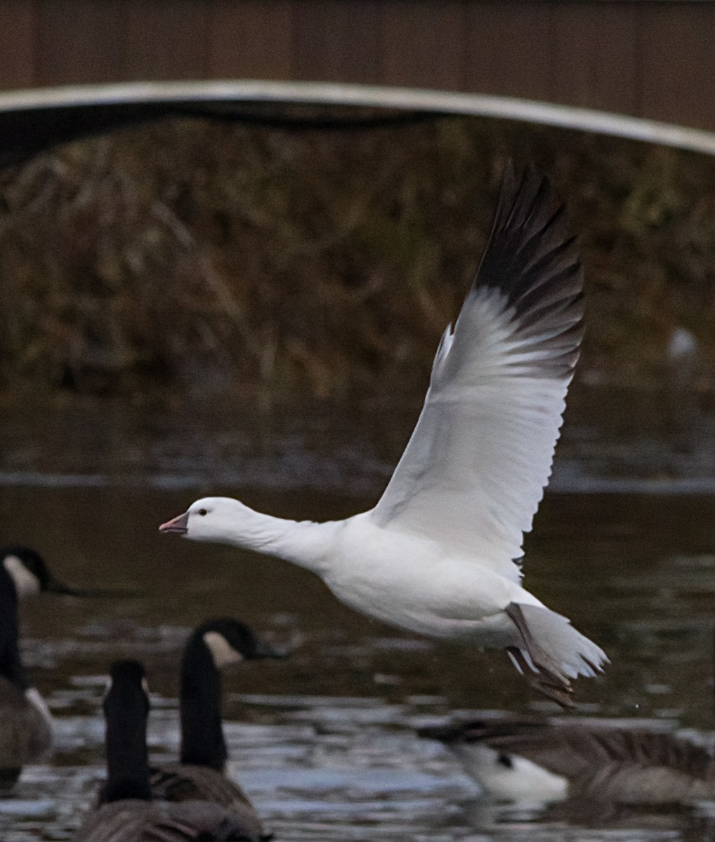 ヒメハクガン - ML646365894