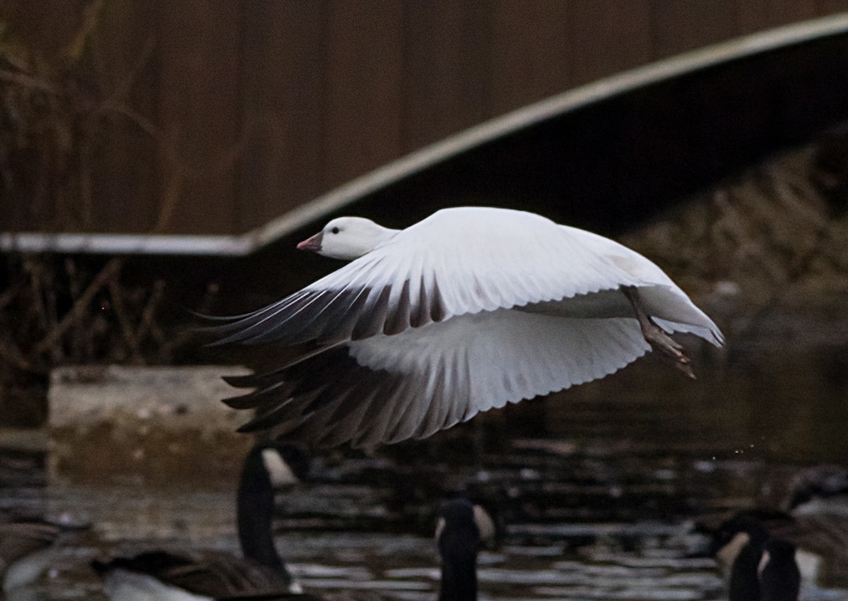 ヒメハクガン - ML646365898