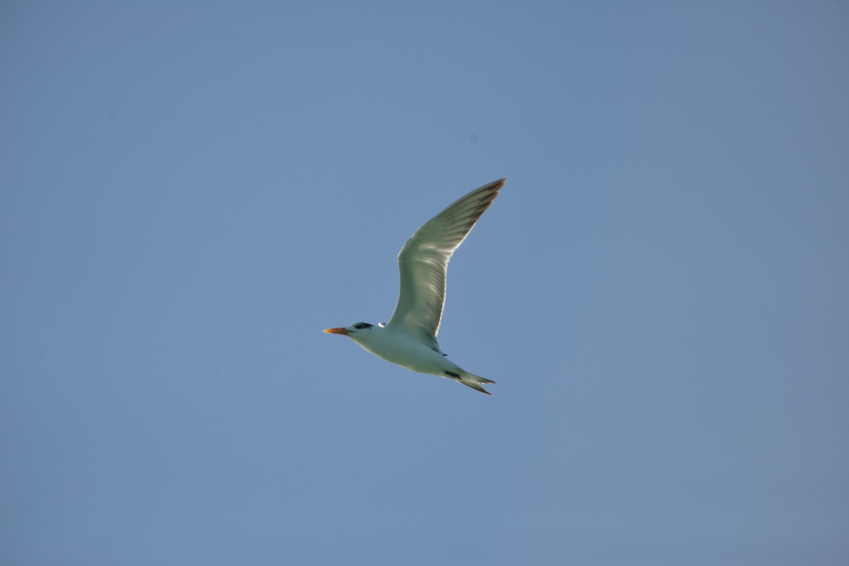 Royal Tern - ML646365901