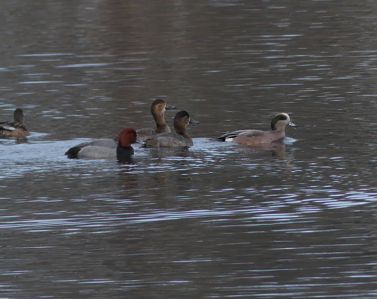 Redhead - ML646365902