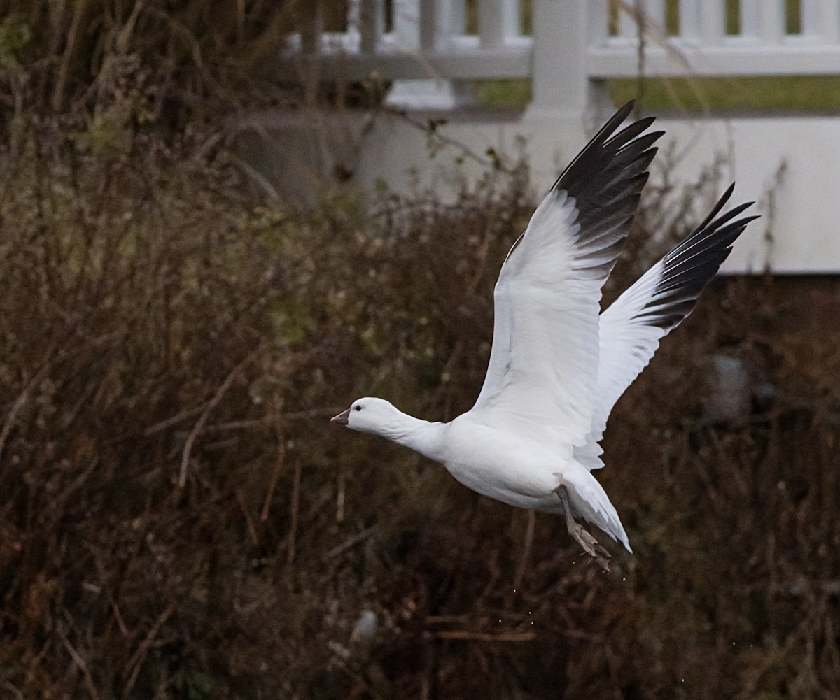 ヒメハクガン - ML646365904