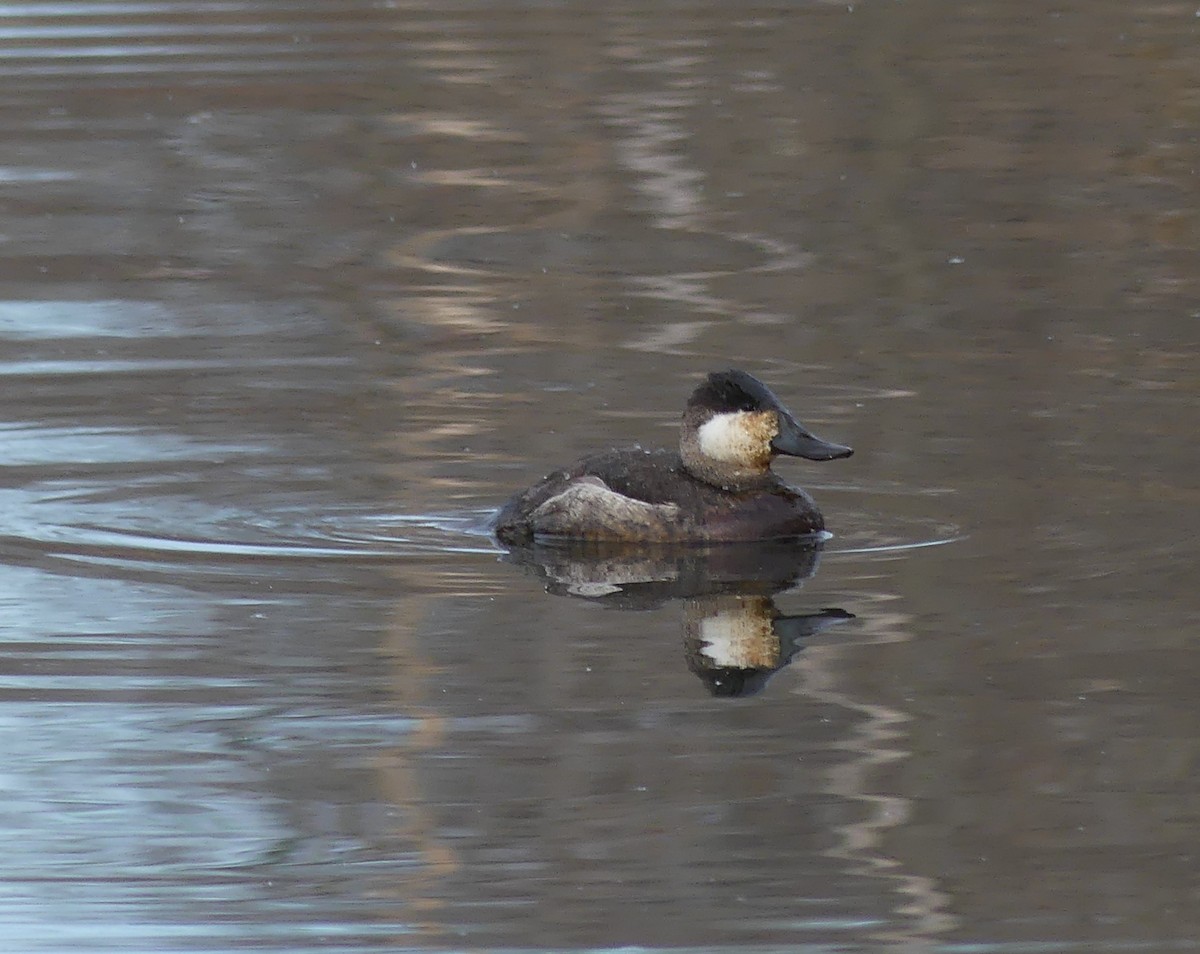Ruddy Duck - ML646365909