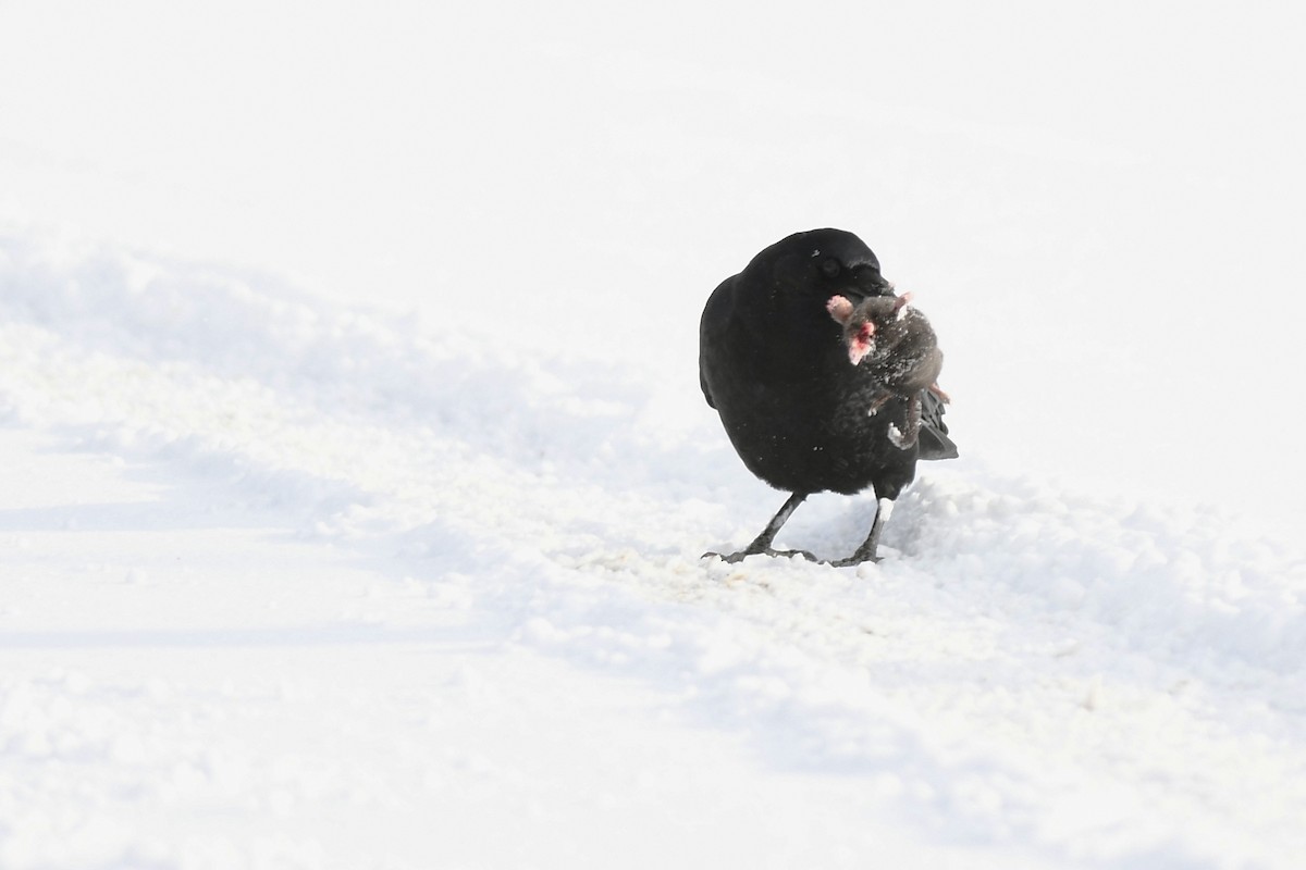 American Crow - ML646365910