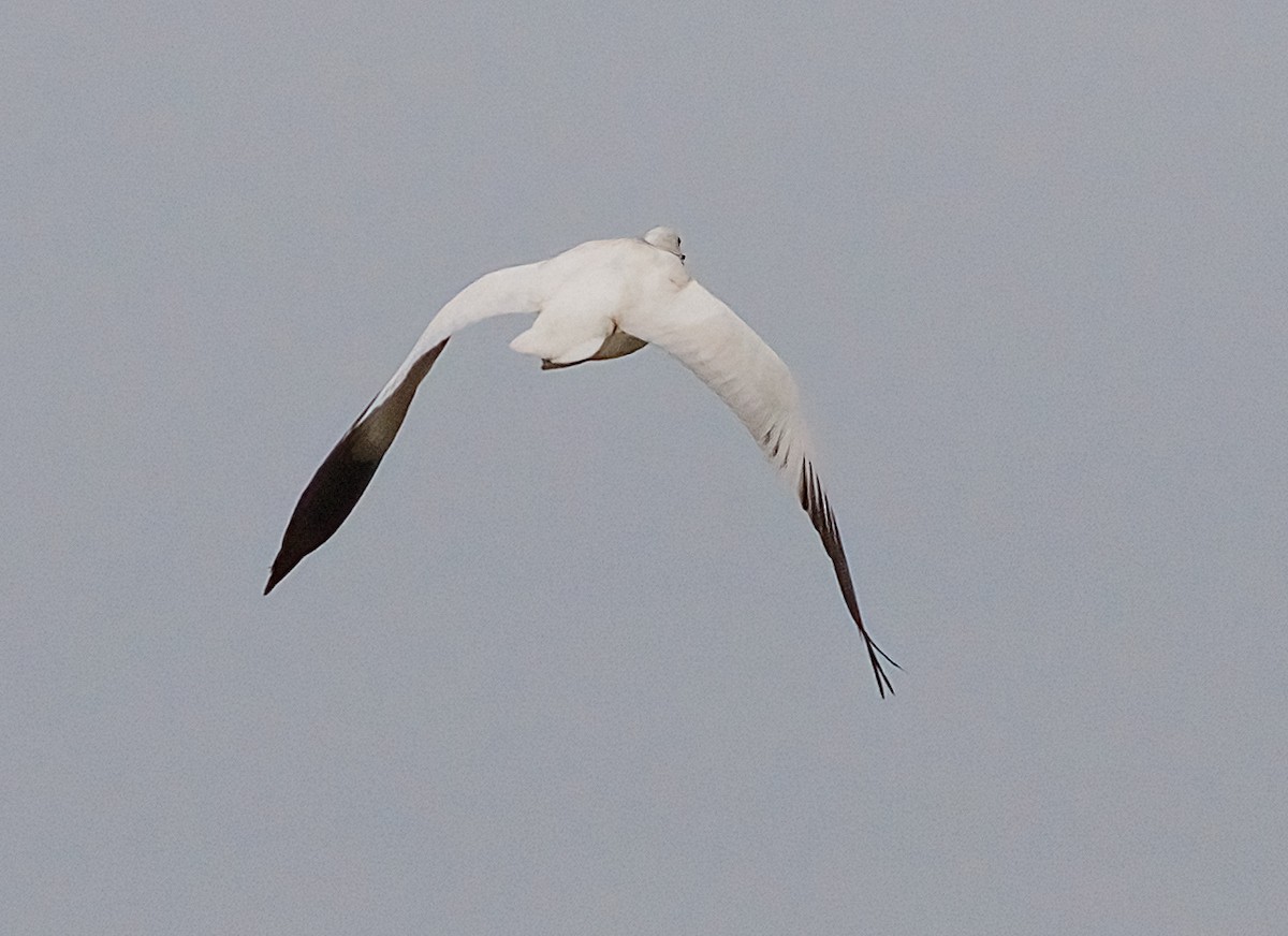 ヒメハクガン - ML646365911