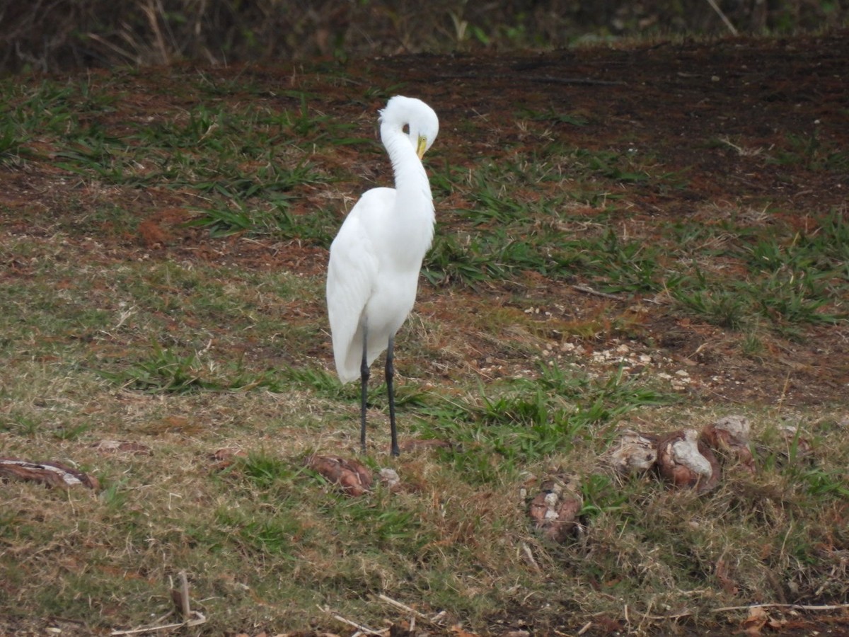 volavka bílá - ML646365913