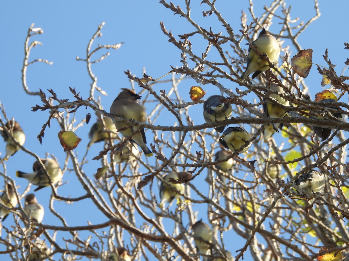 Sedir İpekkuyruğu - ML646365914