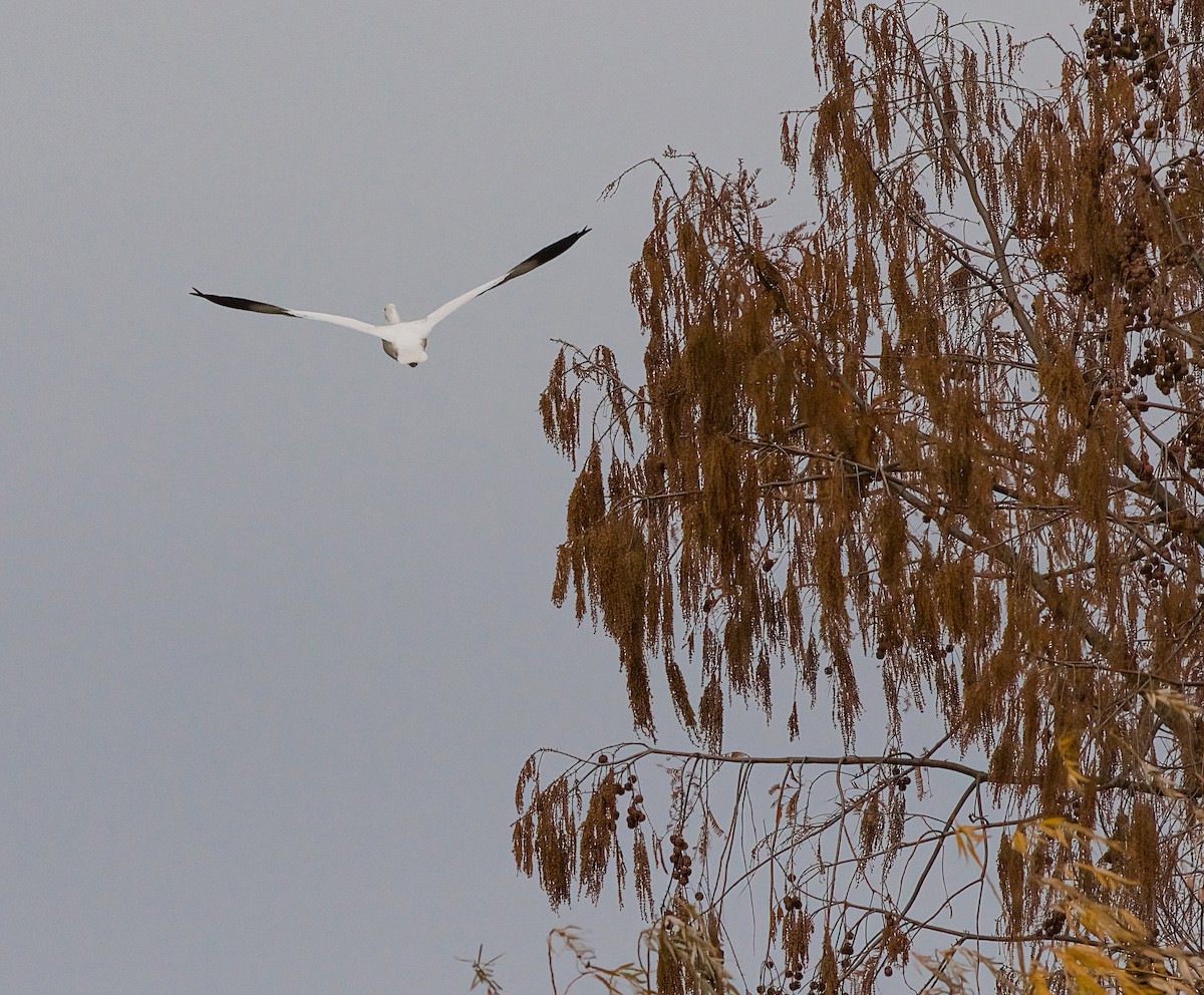 ヒメハクガン - ML646365916