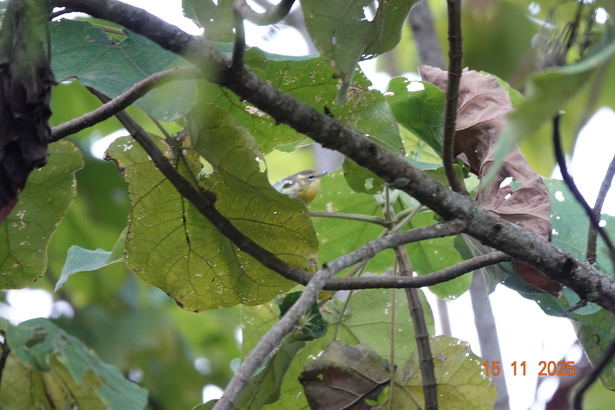 Blackburnian Warbler - ML646365917