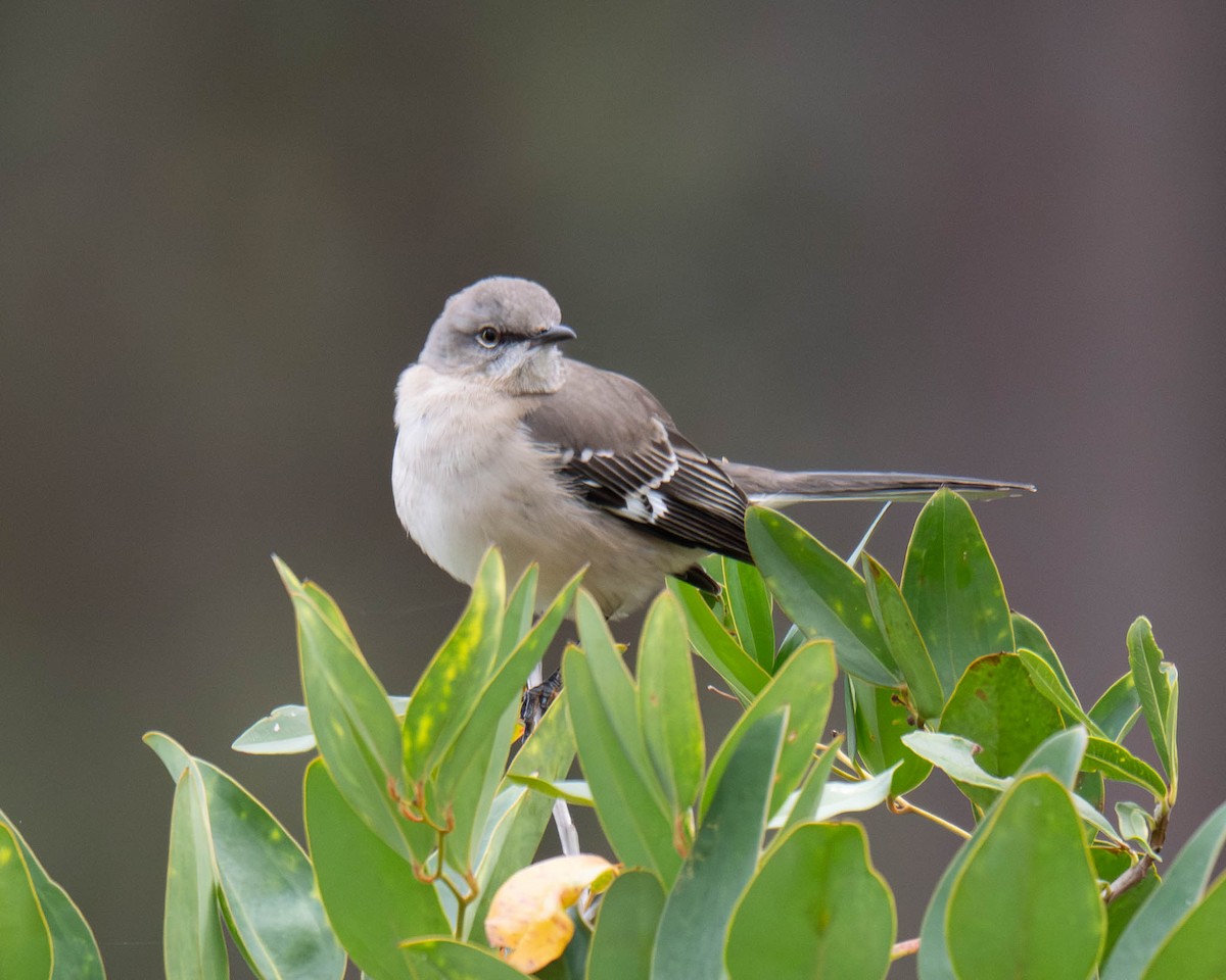 Northern Mockingbird - ML646365918
