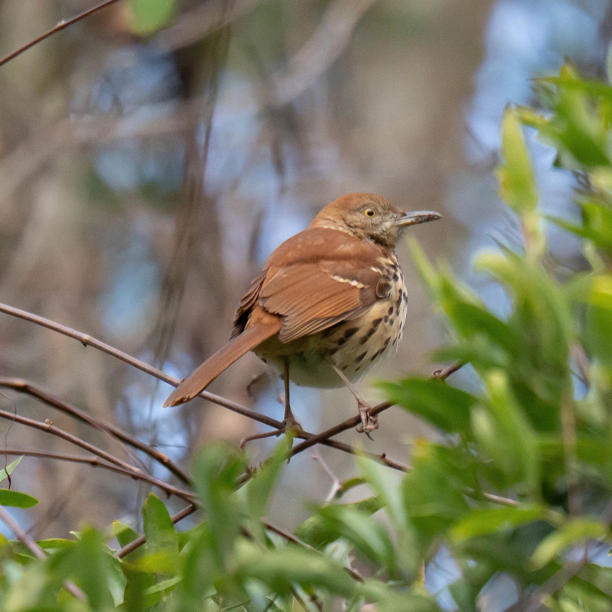Brown Thrasher - ML646365922
