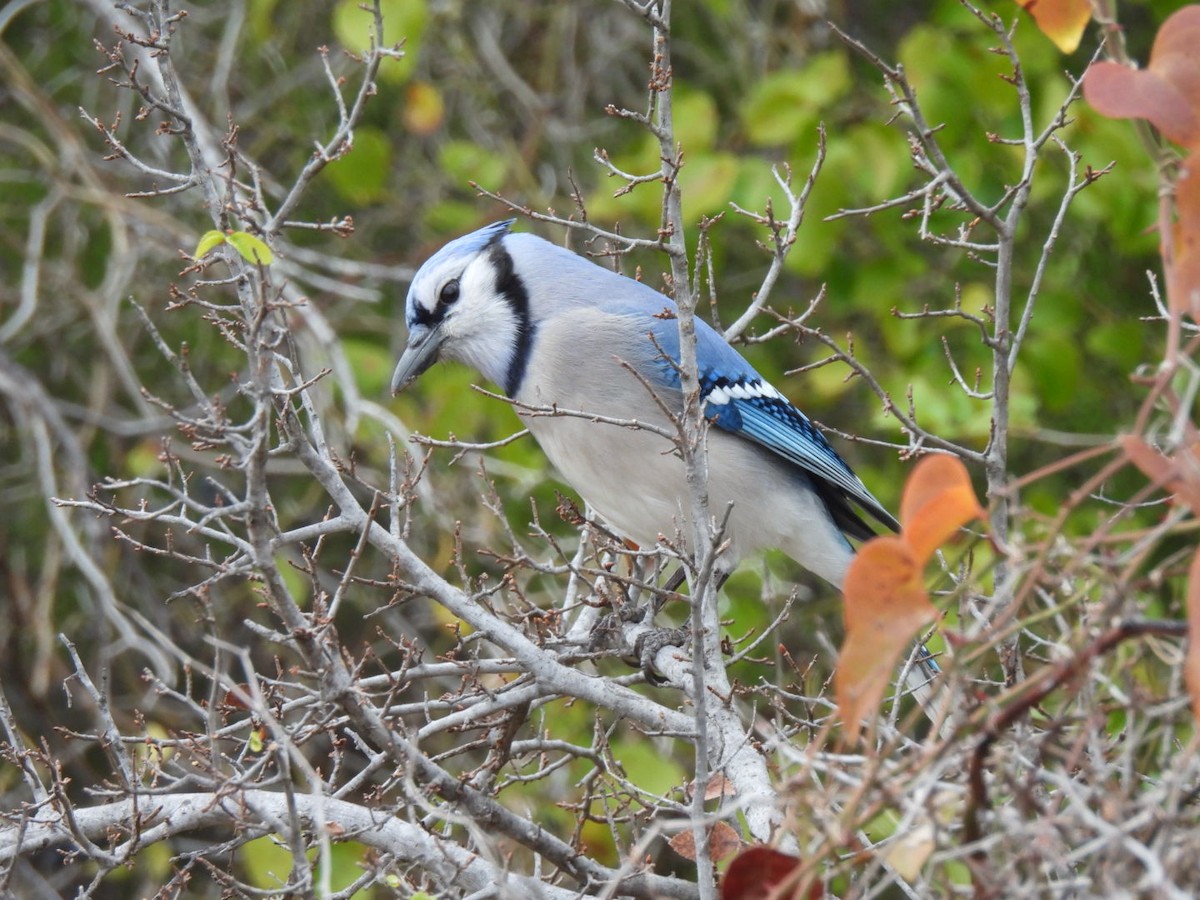 Geai bleu - ML646365923