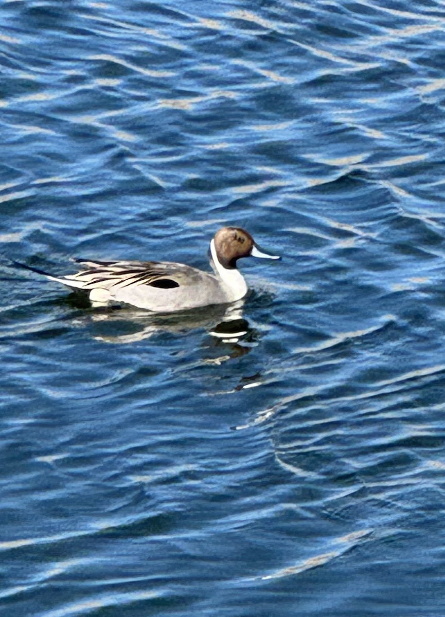 Northern Pintail - ML646365924