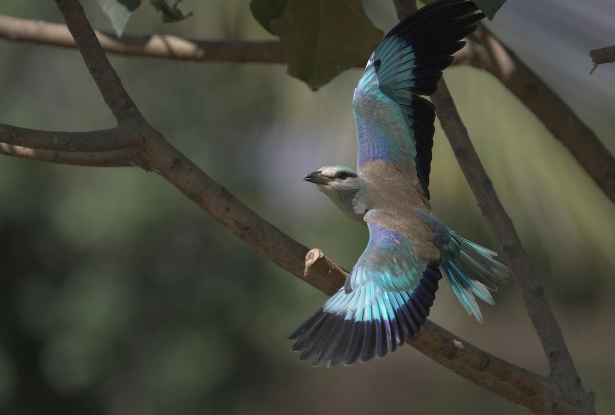 ニシブッポウソウ - ML646365926