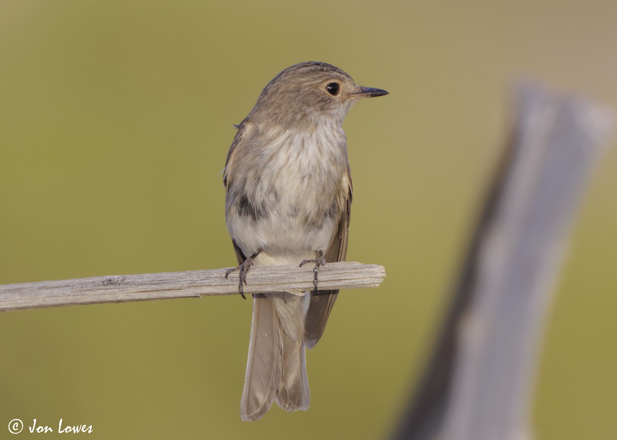 Spotted Flycatcher (Spotted) - ML646365929