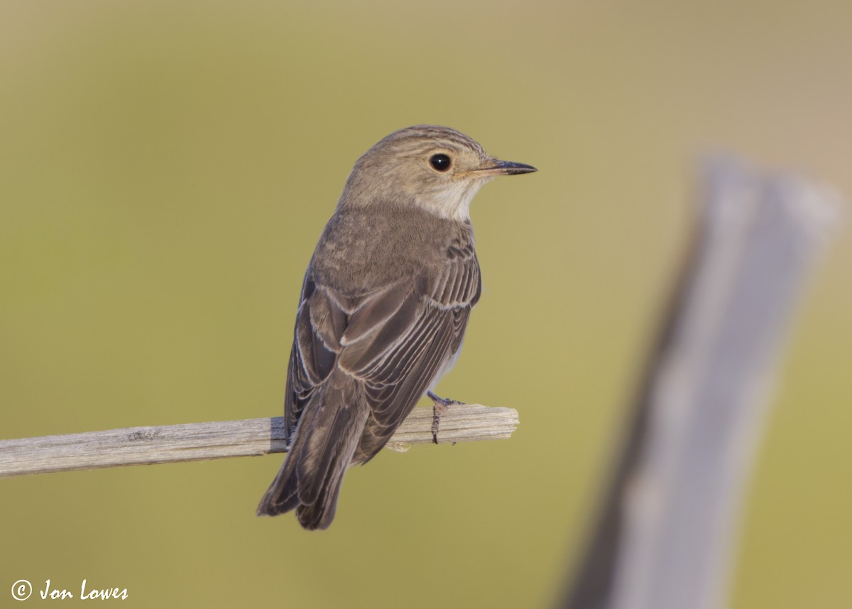 Spotted Flycatcher (Spotted) - ML646365930