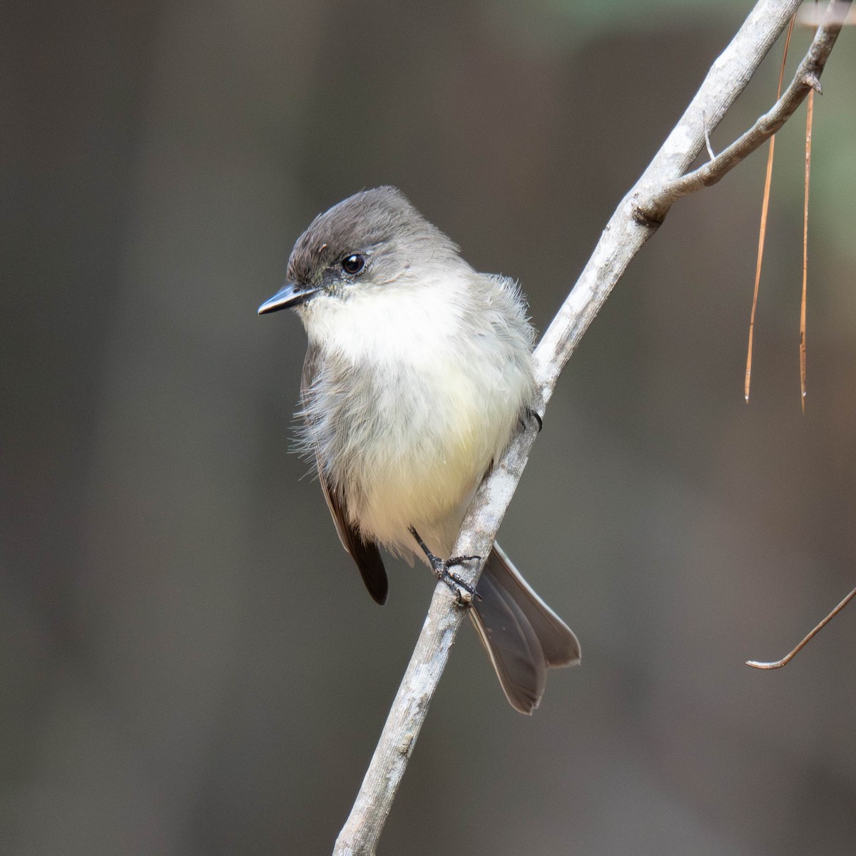 Eastern Phoebe - ML646365932