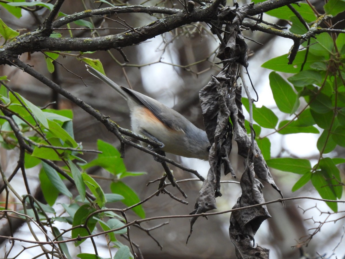 sýkora rezavoboká - ML646365934