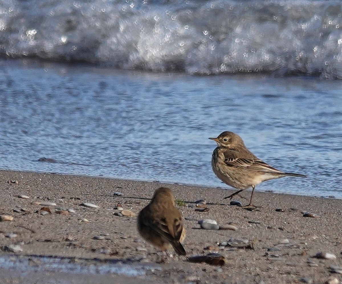 American Pipit - ML646365942