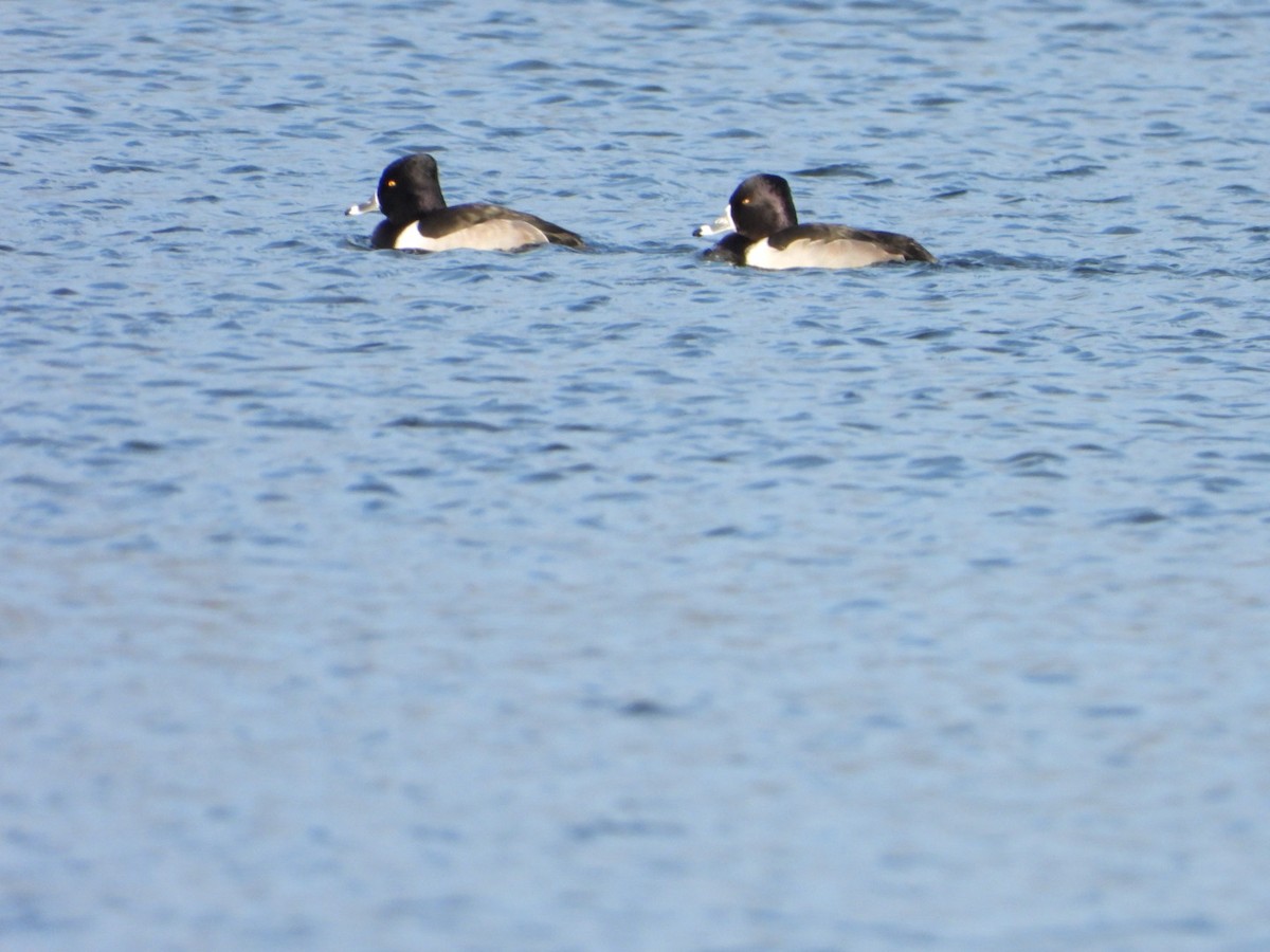 Moretta dal collare - ML646365947