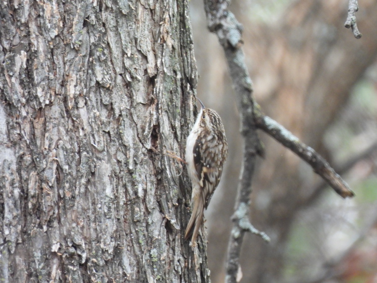 šoupálek americký - ML646365948