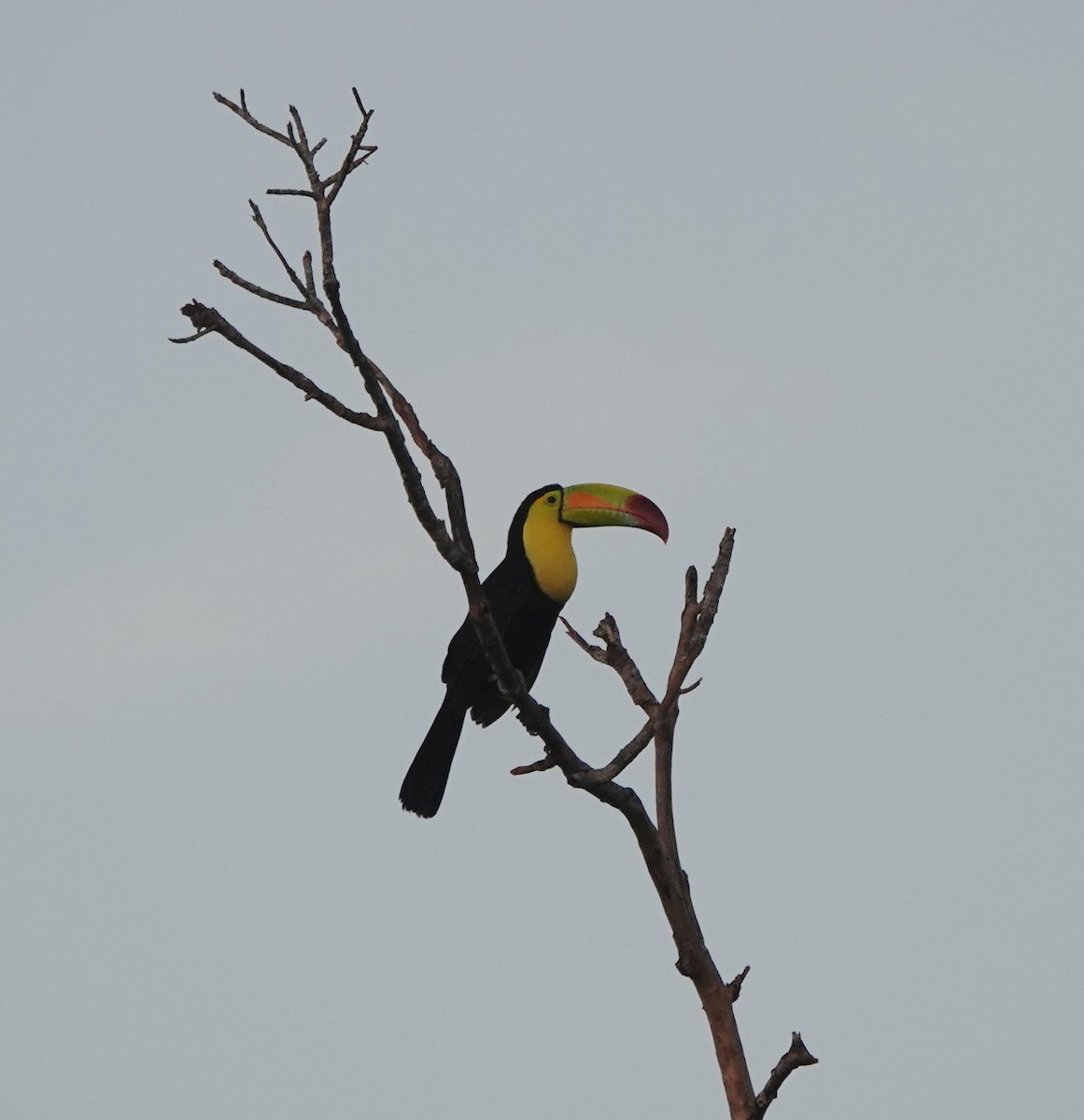 Keel-billed Toucan - ML646365949