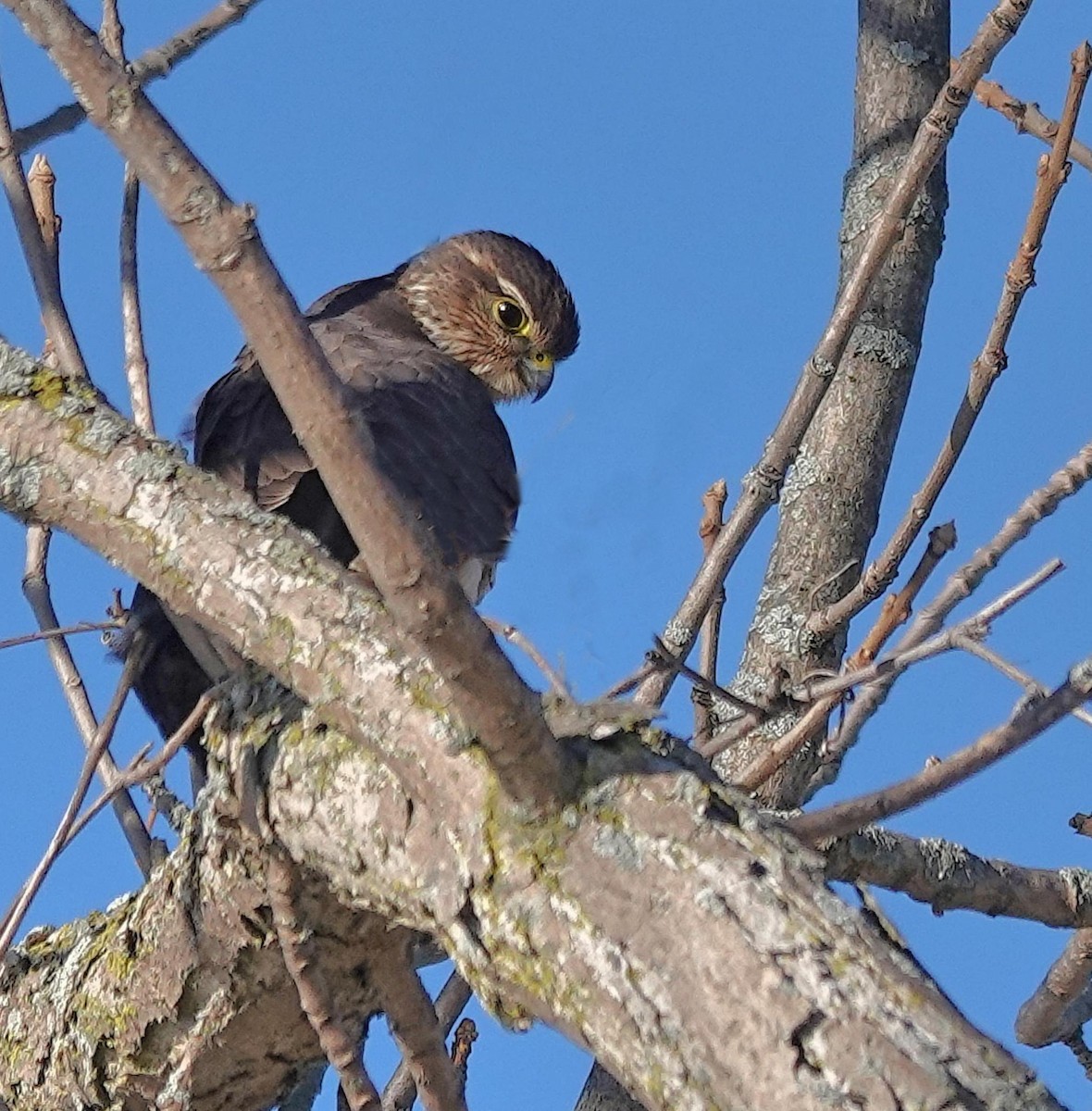 Merlin - ML646365950