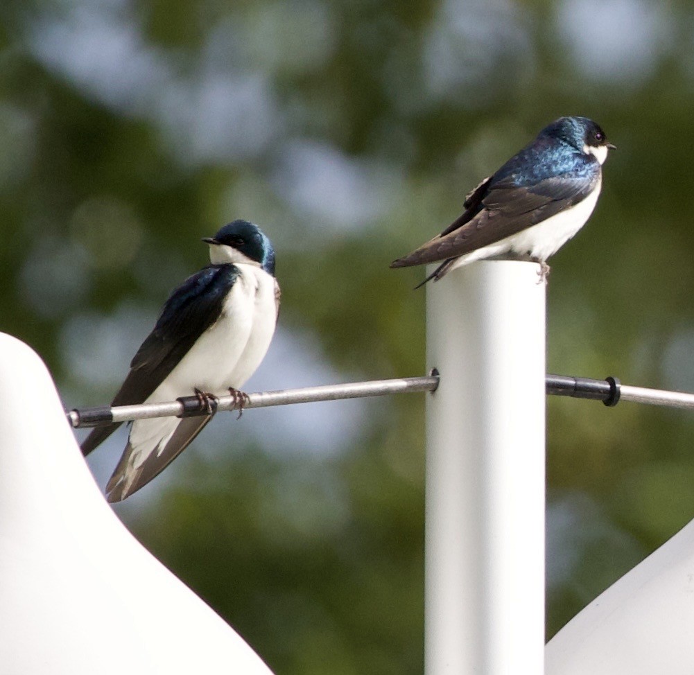 Tree Swallow - ML646365953