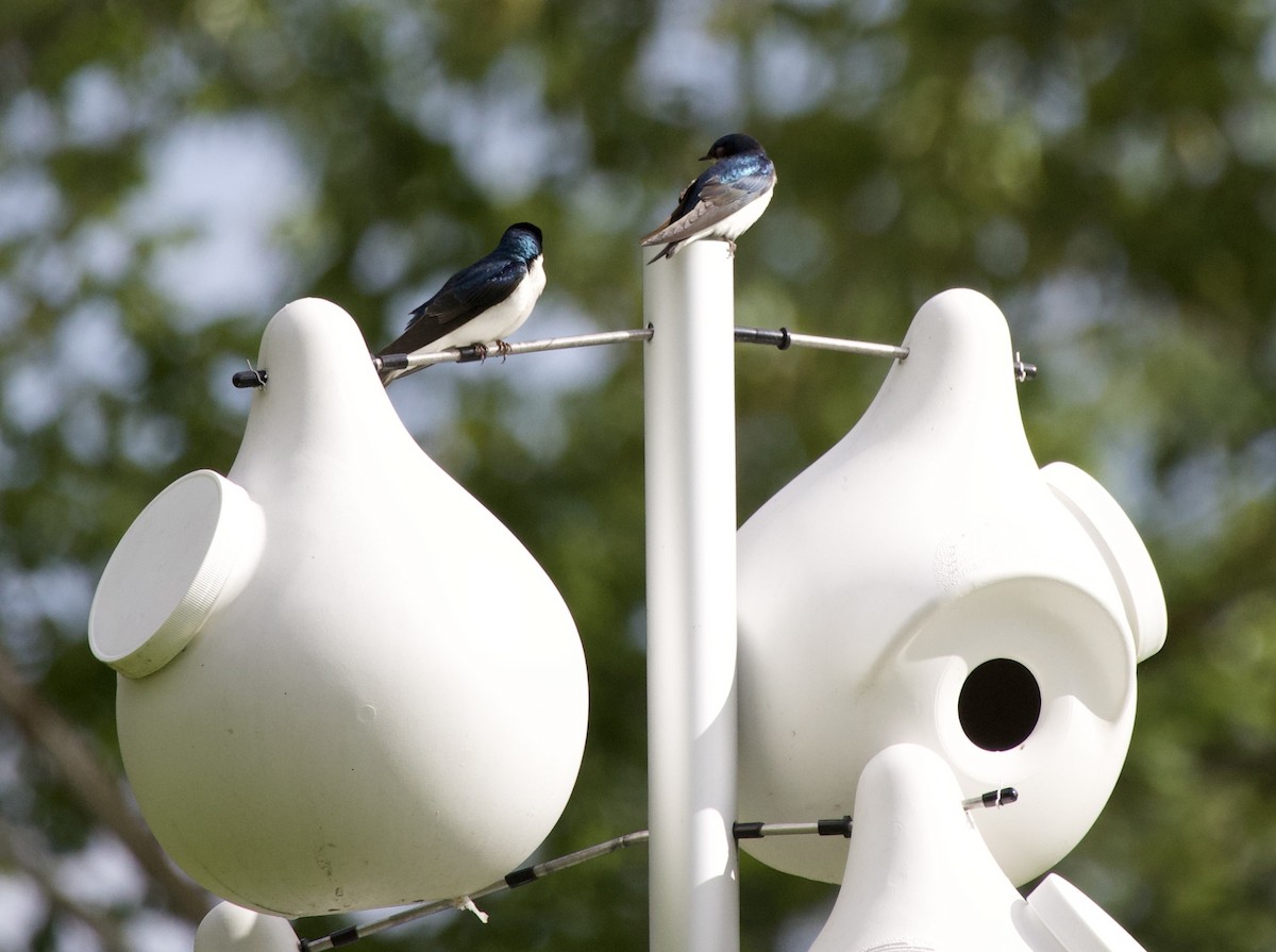 Tree Swallow - ML646365954
