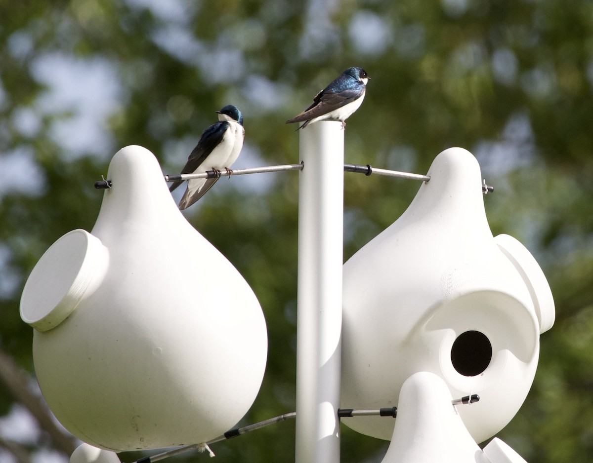 Tree Swallow - ML646365955