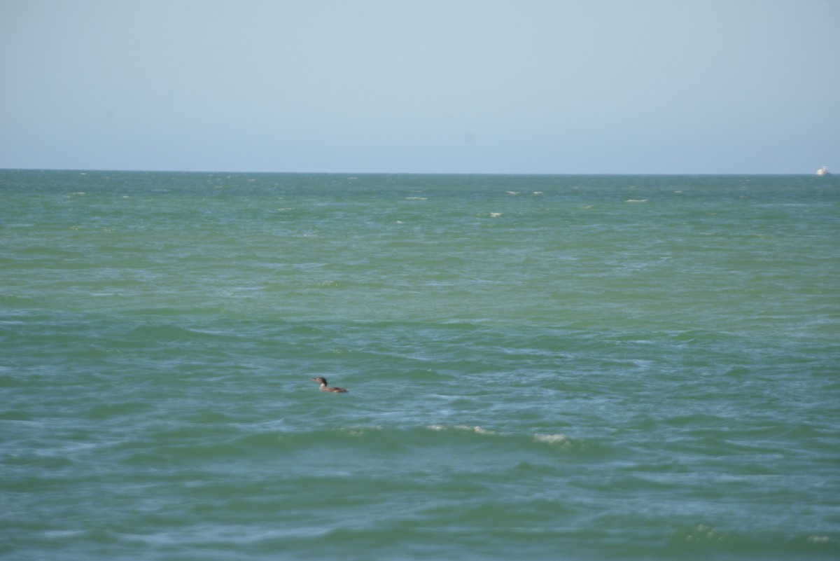 Red-breasted Merganser - ML646365956