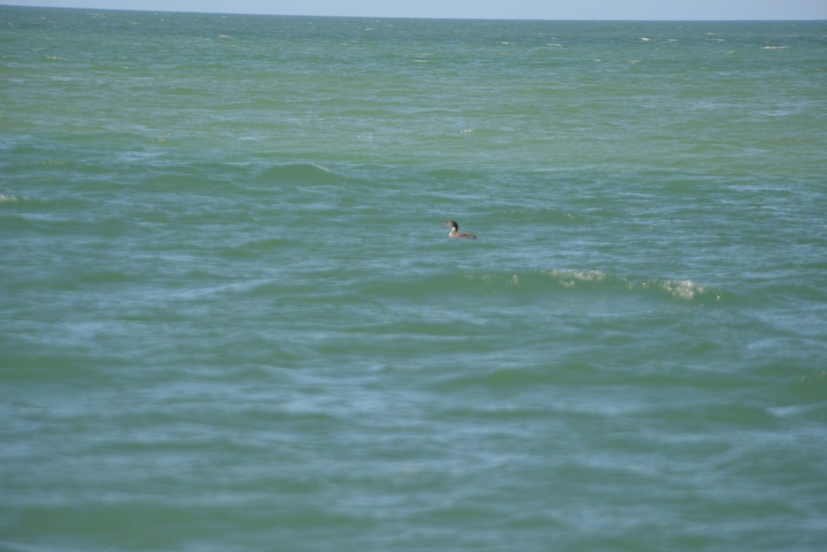 Common Loon - ML646365958