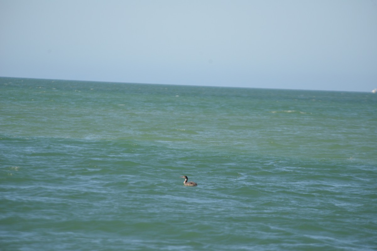 Common Loon - ML646365959