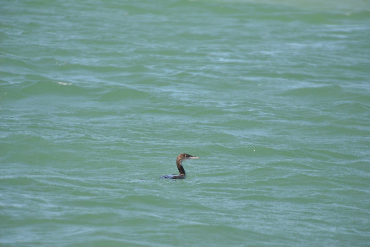 Common Loon - ML646365961