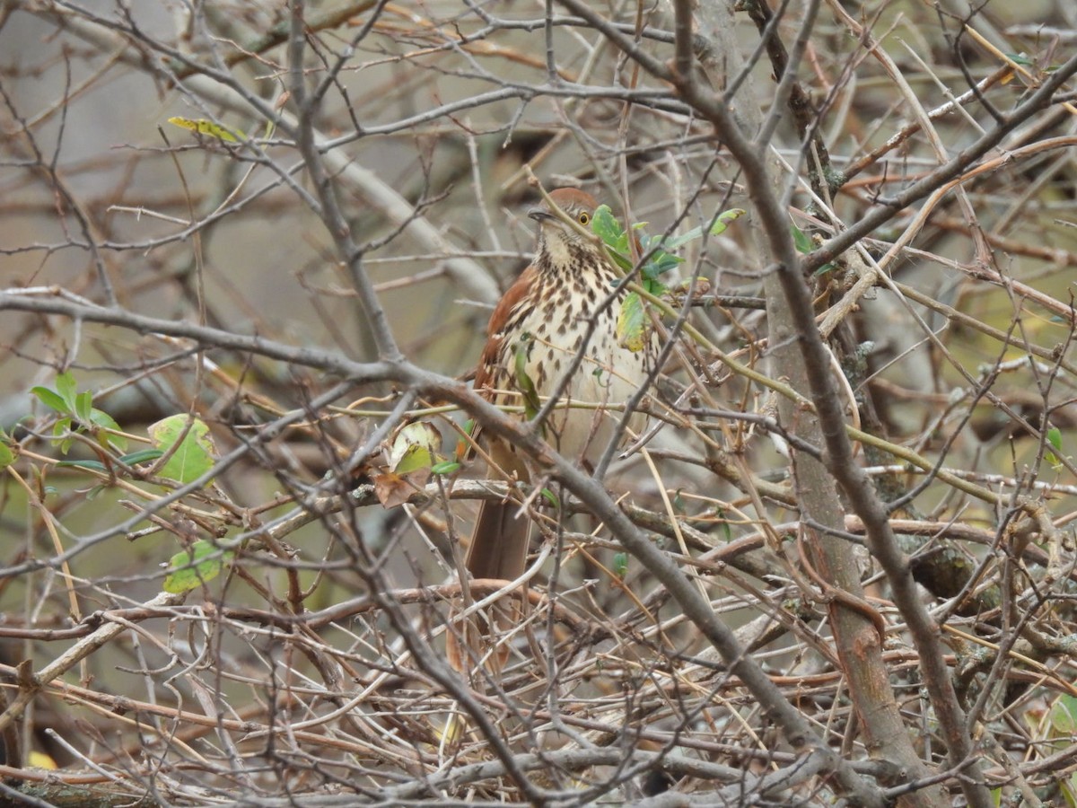 drozdec hnědý - ML646365962