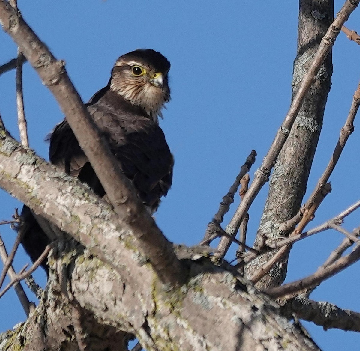 Merlin - ML646365963