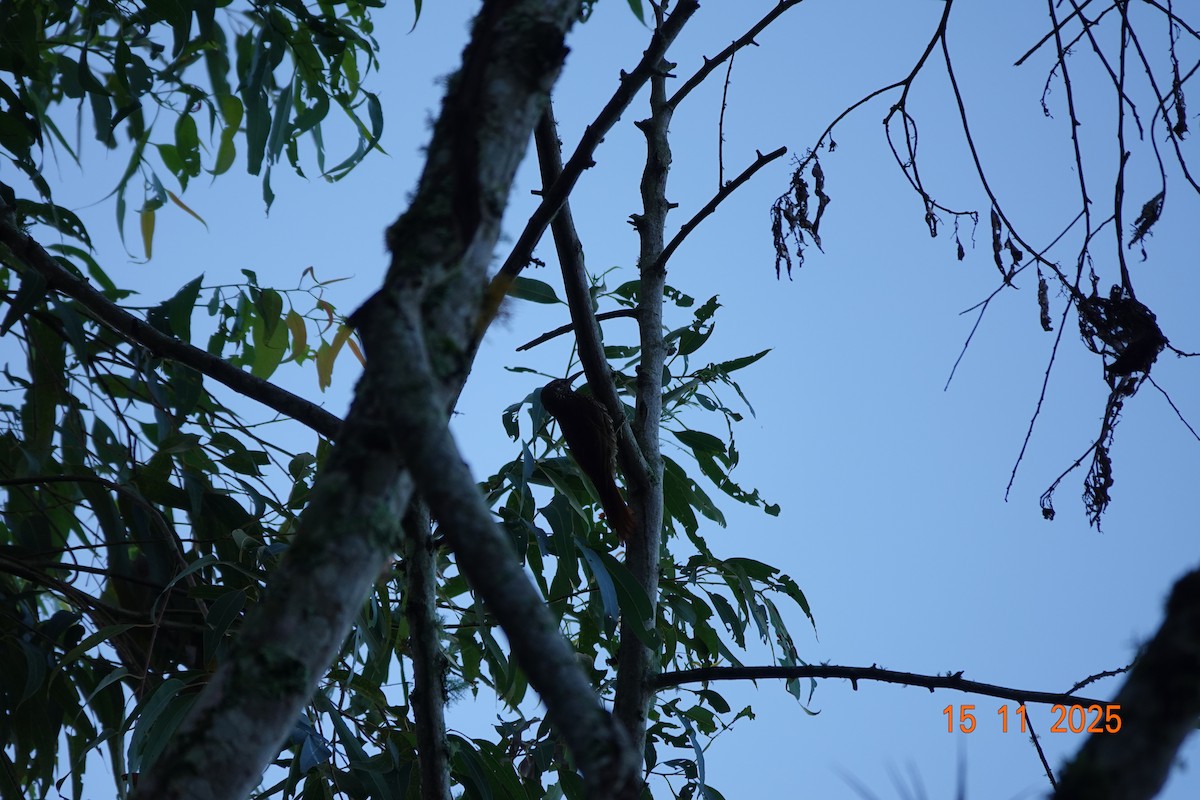 Dağ Tırmaşık - ML646365966