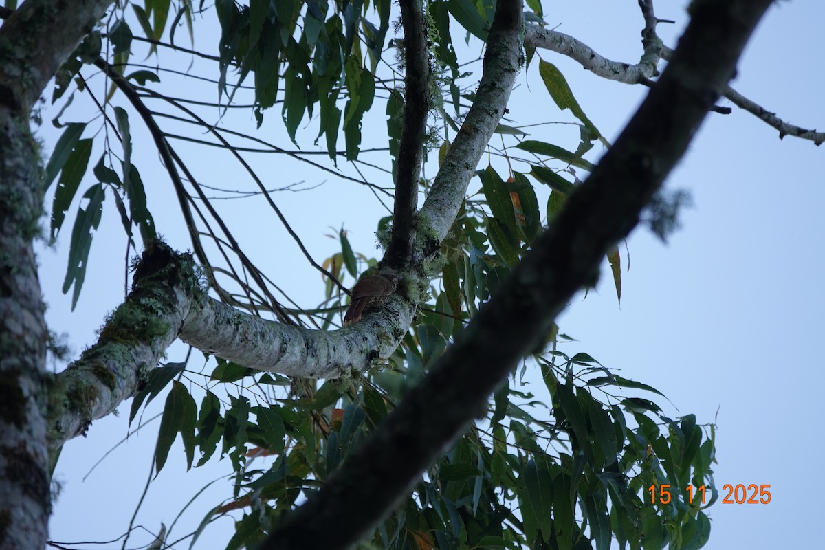 Dağ Tırmaşık - ML646365967