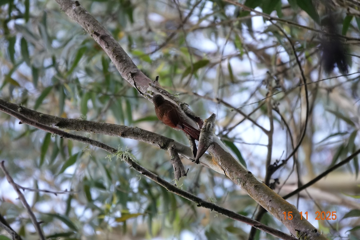 Dağ Tırmaşık - ML646365968