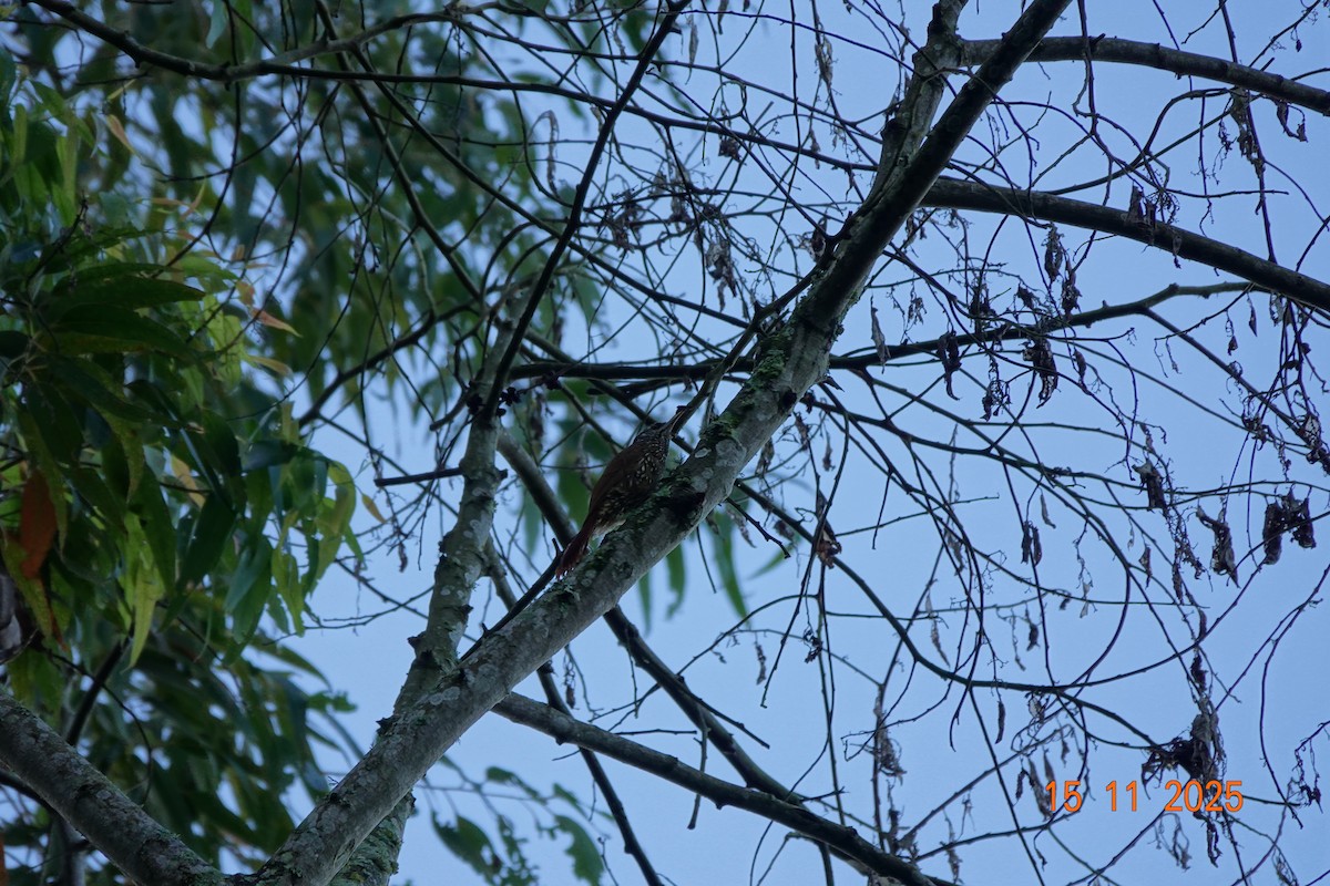 Dağ Tırmaşık - ML646365969